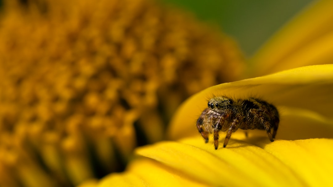 Photo Jumping spider